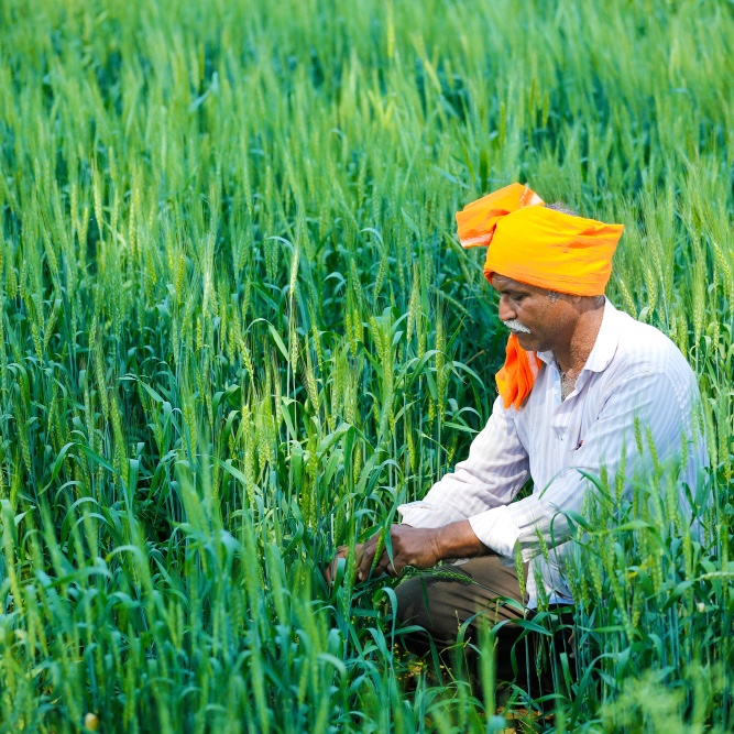 Oryzaa Global rice operations